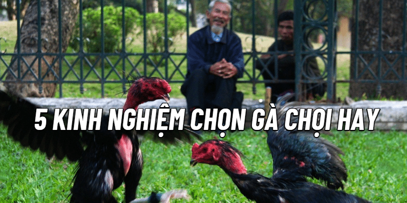 Kinh nghiệm chọn gà chọi hay