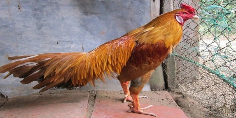 Màu Mạng Đá Gà – Cách Xem Màu Mạng Đá Gà Tại Jun88