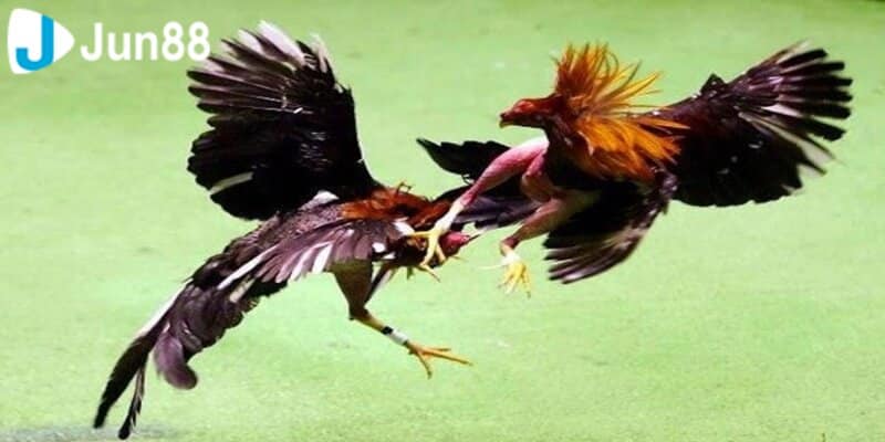 Tìm hiểu về hình thức đá gà miền Tây là gì