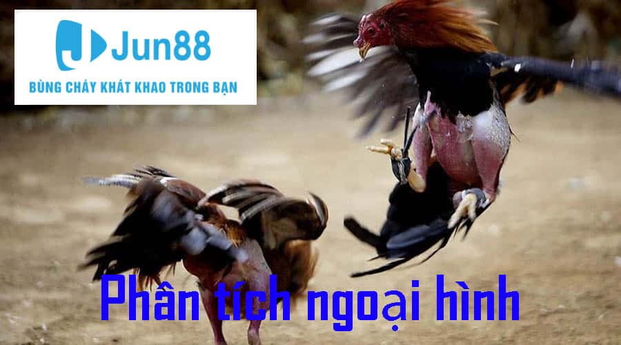 Mẹo Đá Gà Online Bách Thắng - Tổng Hợp Thủ Thuật Bất Bại